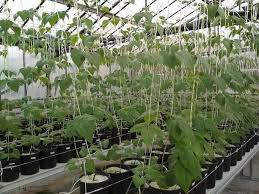 Hydroponic Lima Beans: A Modern Twist on a Classic Crop