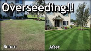 Overseeding Lawns in Spring: A Guide to Lush, Healthy Turf