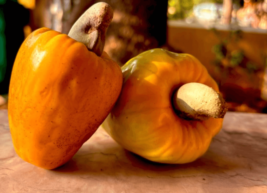 best place to buy cashews in goa
