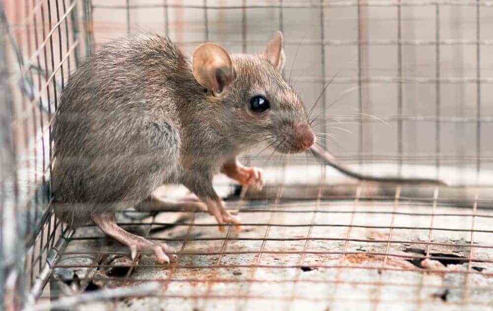 rat removal