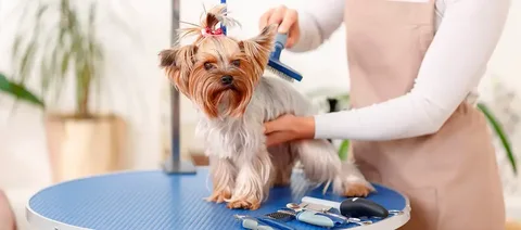 Full-Service Pet Grooming at Home: Pamper Your Pets
