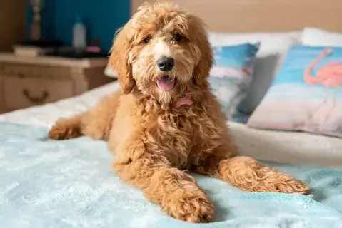 Grooming Tips for Goldendoodle Owners Guide