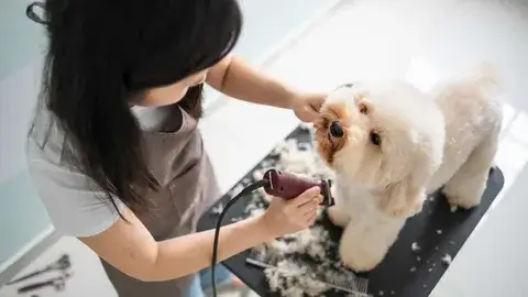 Blueberry Facial Benefits for Your Dog